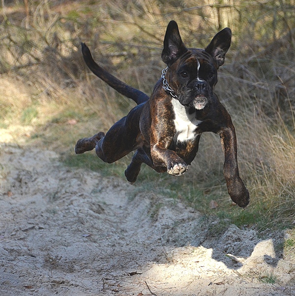 Boxer in Action