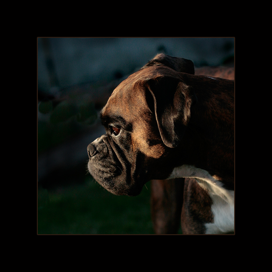 boxer in der abendsonne