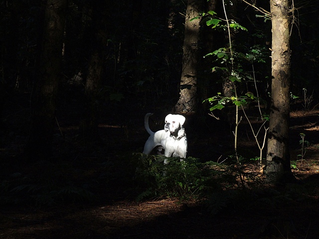 Boxer in der Morgensonne