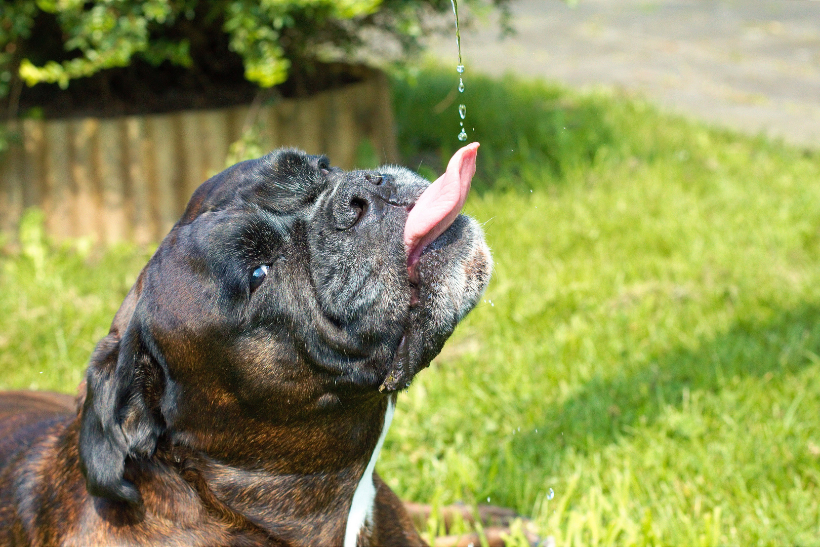 Boxer leckt und zwinkert