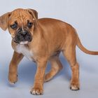 Boxer-Mischling