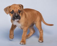 Boxer-Mischling