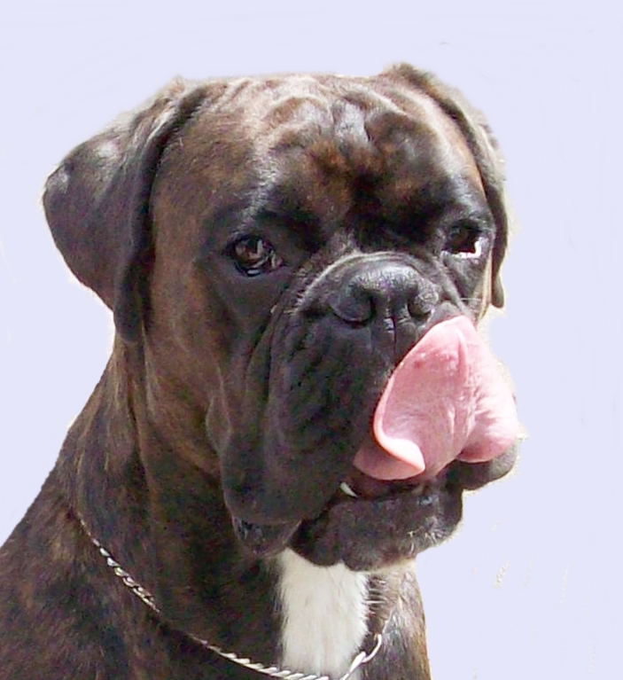 Boxer mit langer Zunge Foto & Bild tiere, haustiere, hunde Bilder auf