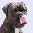 Boxer mit langer Zunge