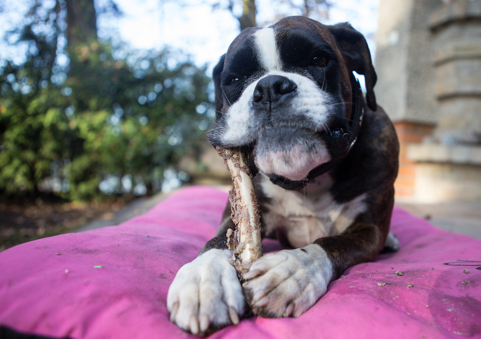 Boxer mit Martinsgans