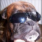Boxer mit Sonnenbrille