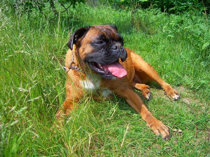 Boxer nach einem erfrischenden Bad