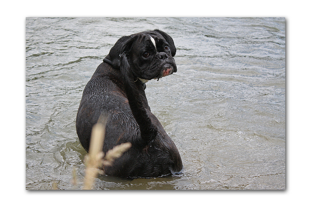 Boxer oder Seehund?