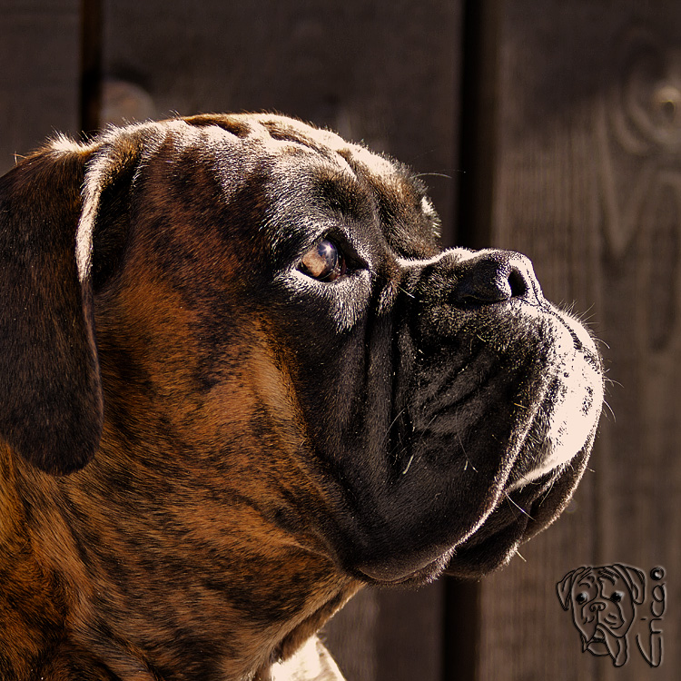 boxer portrait