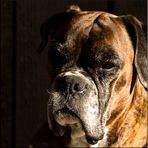 boxer portrait