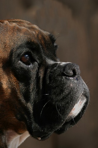 boxer portrait