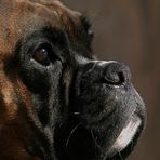 boxer portrait