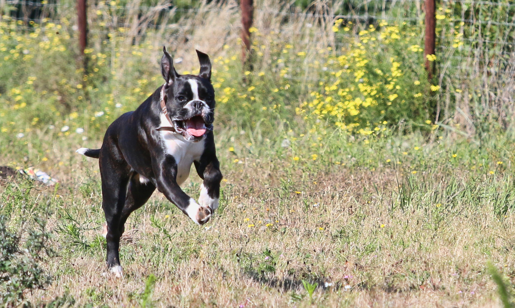 Boxer Power Foto & Bild tiere, hunde, hund Bilder auf