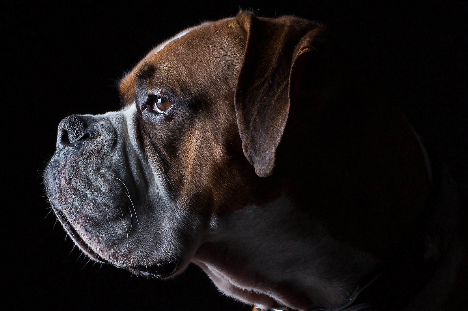 Boxer Profil Foto & Bild tiere, haustiere, hunde Bilder auf
