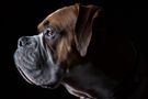 Boxer Profil von shotmePictures 