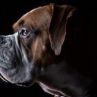 Boxer Profil