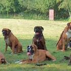 Boxer sind selten??