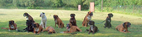 Boxer sind selten??