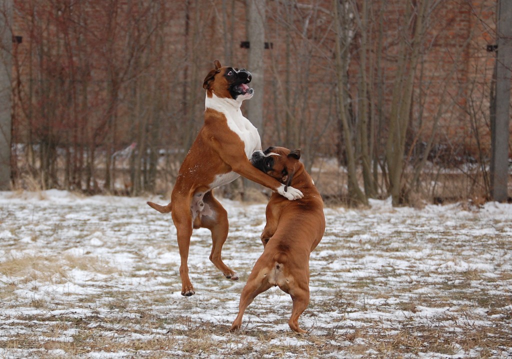 Boxer unter sich...