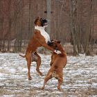 Boxer unter sich...