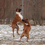 Boxer unter sich...