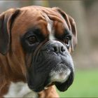 Boxer Vielfalt