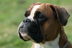 Boxer-Vielfalt: