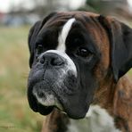 Boxer-Vielfalt