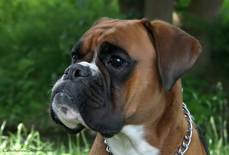 Boxer-Vielfalt II