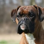 Boxer-Vielfalt IV