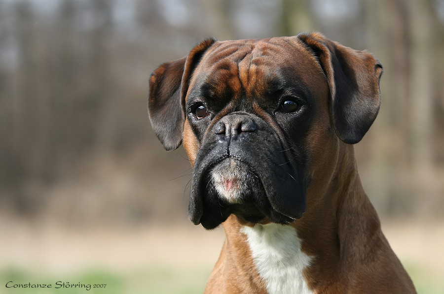 BoxerVielfalt IV Foto & Bild tiere, haustiere, hunde Bilder auf