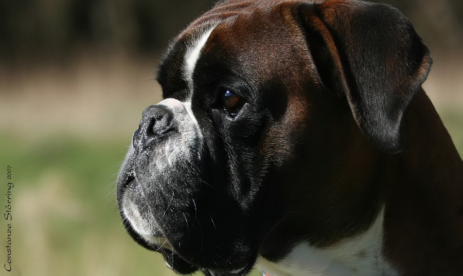 Boxer-Vielfalt IX: Sunny Boy ...