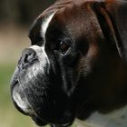 Boxer-Vielfalt IX: Sunny Boy ...