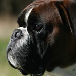 Boxer-Vielfalt IX: Sunny Boy ...