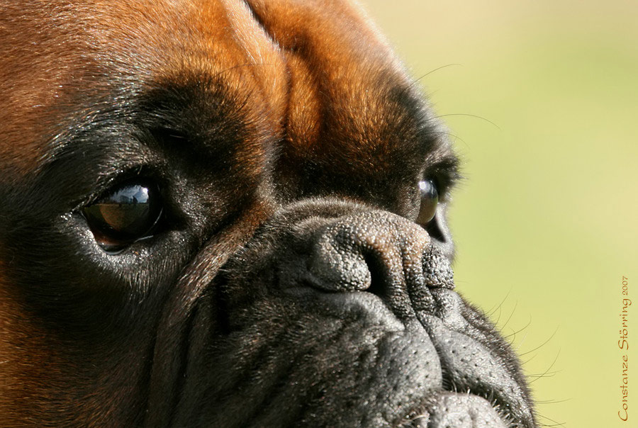 Boxer-Vielfalt VI: Herrchen immer im Blick ...