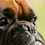 Boxer-Vielfalt VI: Herrchen immer im Blick ...