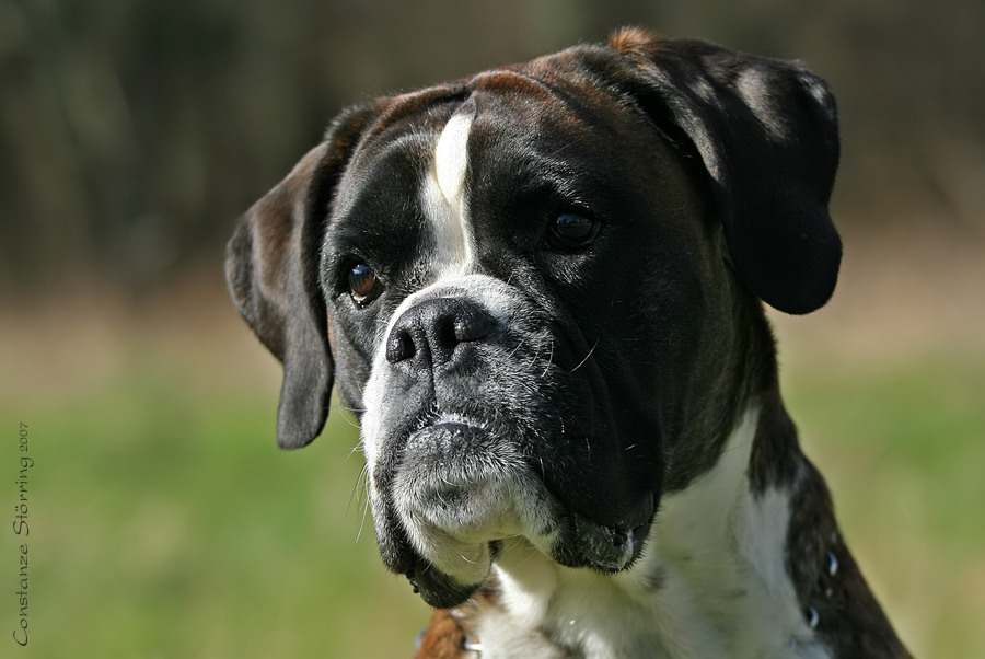 Boxer-Vielfalt X: Ein Blick ...