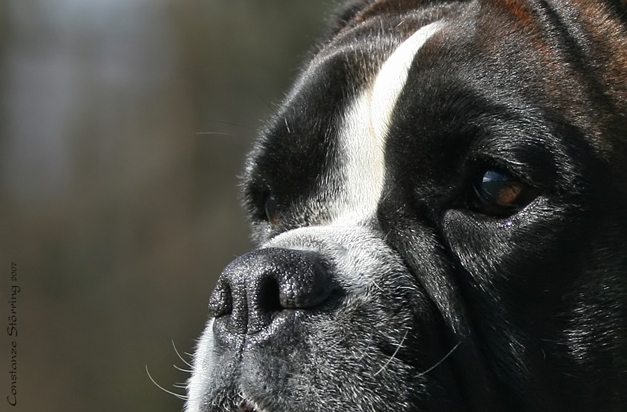 Boxer-Vielfalt XV: Kulleraugen und Stupsnase ...