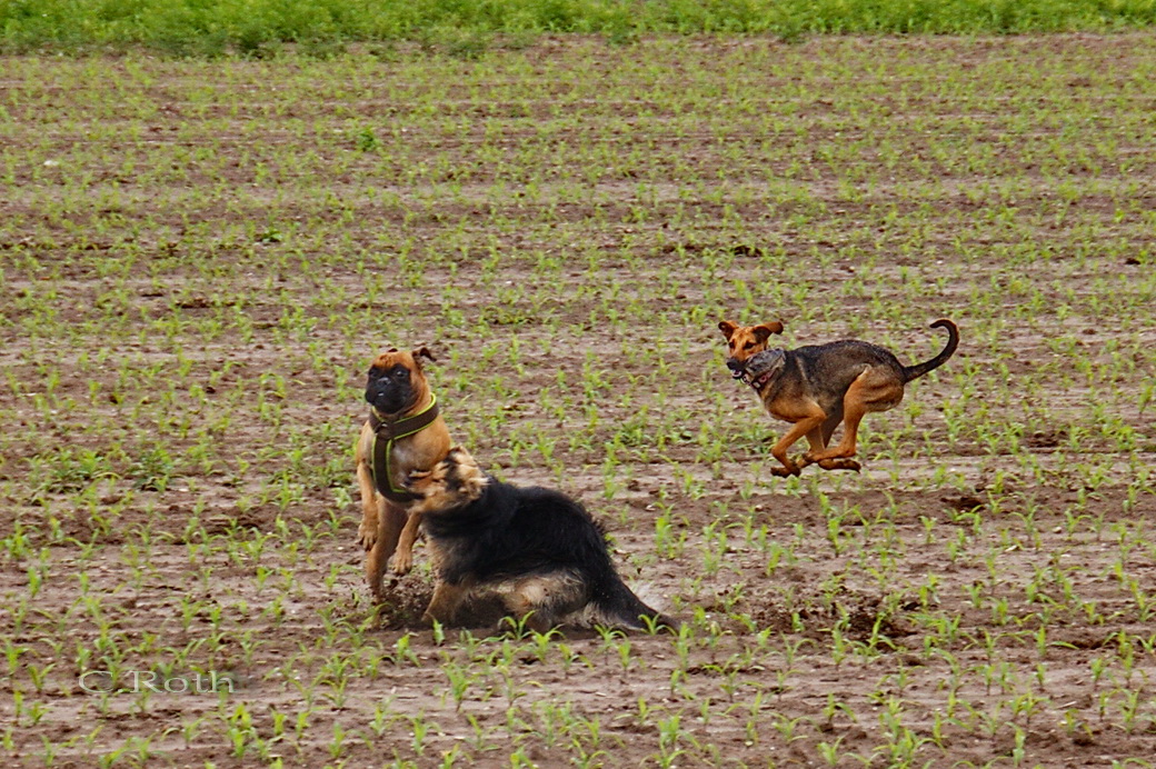 Boxer von rechts hat vorrang...