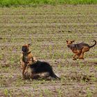 Boxer von rechts hat vorrang...