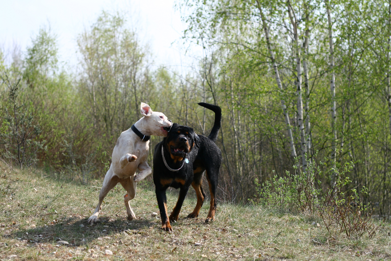 Boxer vs. Rottweiler