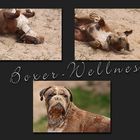 Boxer - Wellness.....