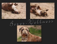 Boxer - Wellness.....