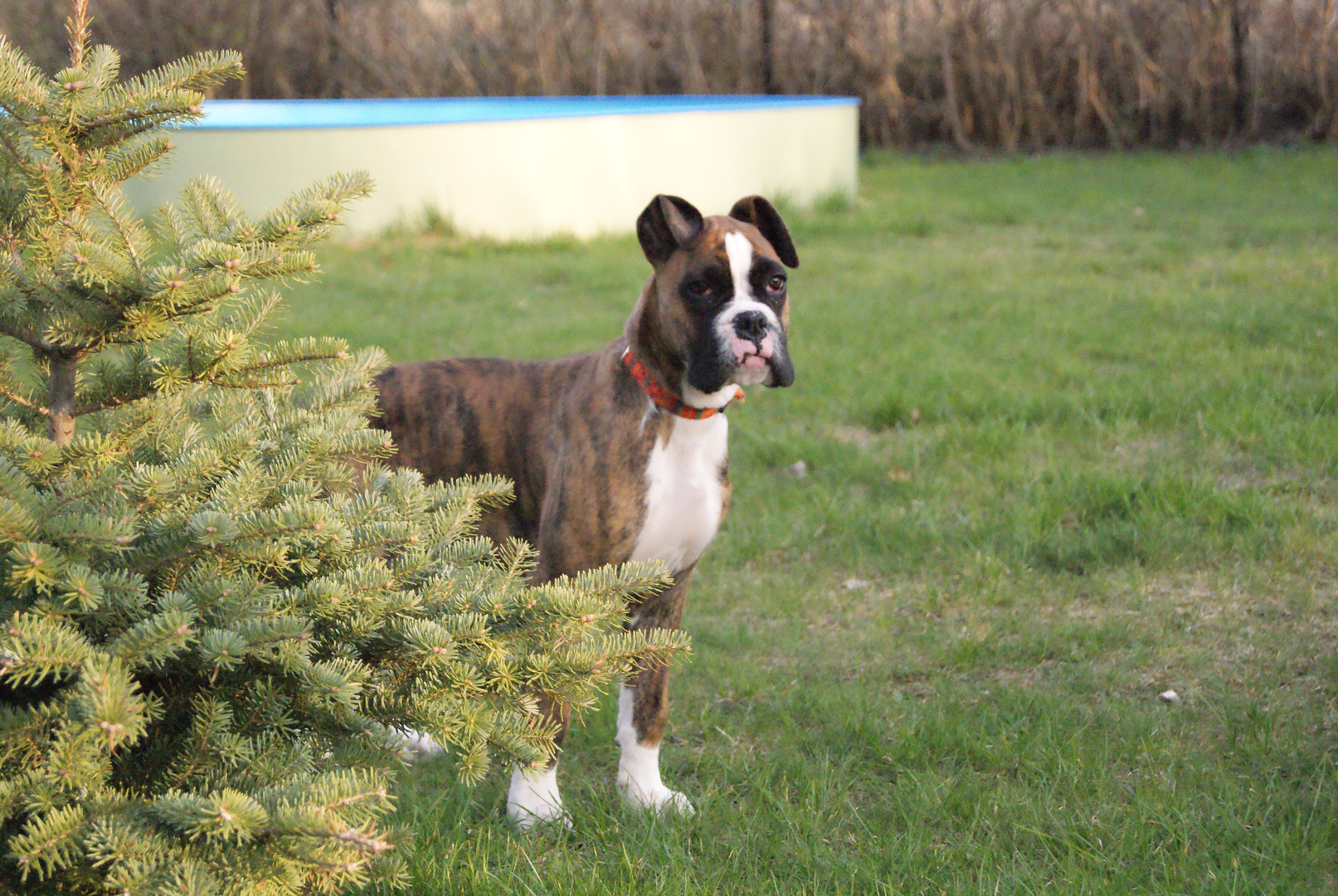 Boxer-Welpe