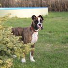 Boxer-Welpe