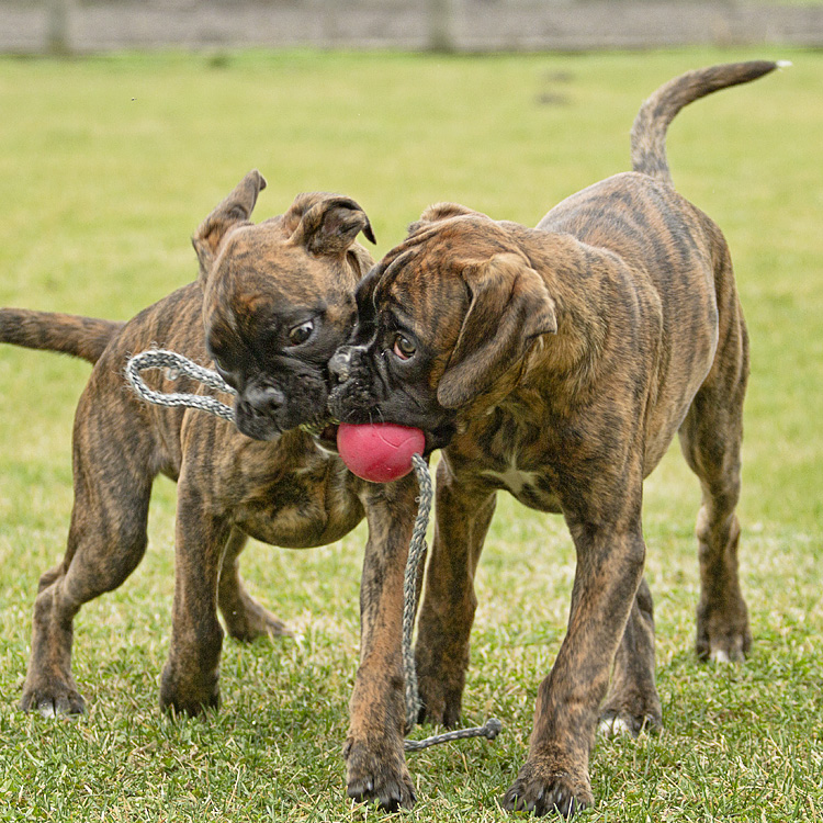 boxer welpen