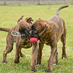 boxer welpen