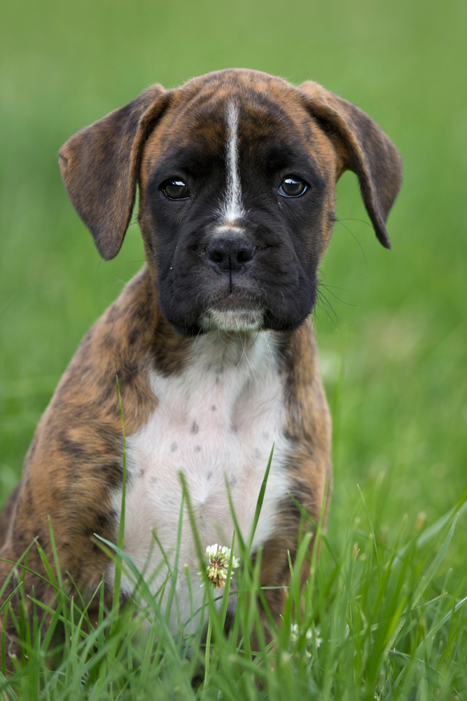 Boxerbaby Nelly