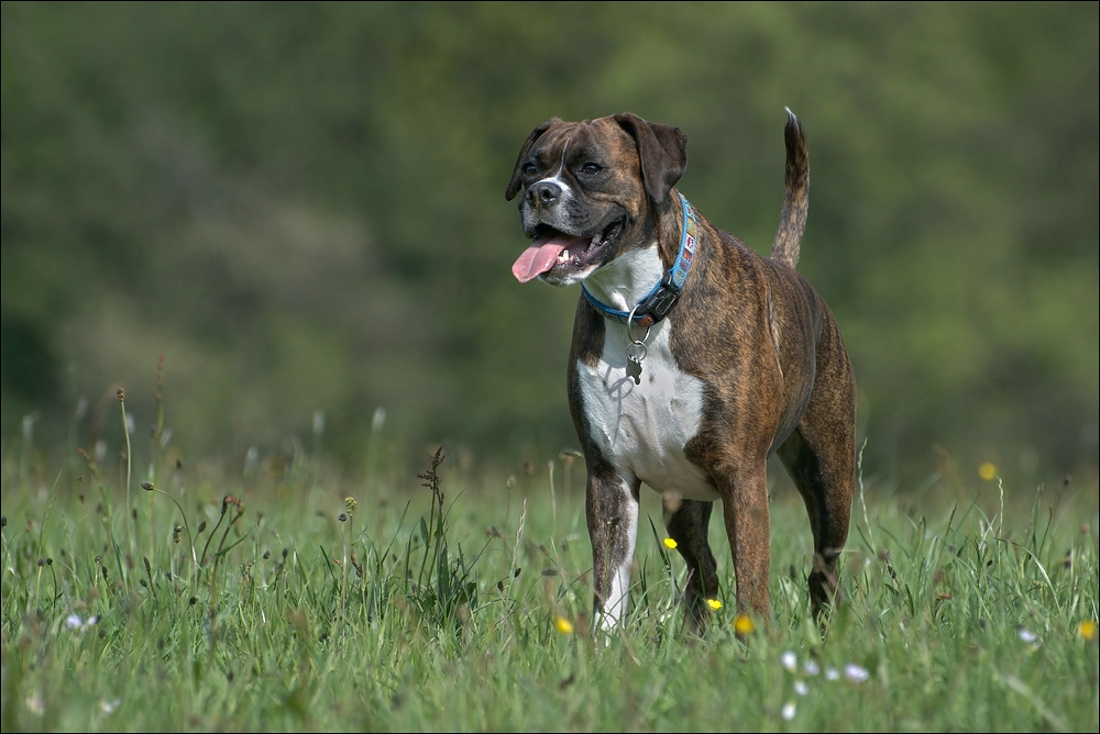 Boxerhündin