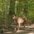 Boxerhündin im Wald